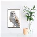 Picture of Watercolour Owl  _GroupedProduct_Rectangle_Portrait_Canvas_Framed_