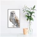 Picture of Watercolour Owl  _GroupedProduct_Rectangle_Portrait_Canvas_Framed_