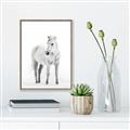 Picture of Solo White Horse _GroupedProduct_Rectangle_Portrait_Photography _GroupedProduct_Rectangle_Portrait_Canvas_Framed_