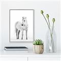 Picture of Solo White Horse _GroupedProduct_Rectangle_Portrait_Photography _GroupedProduct_Rectangle_Portrait_Canvas_Framed_