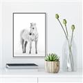 Picture of Solo White Horse _GroupedProduct_Rectangle_Portrait_Photography _GroupedProduct_Rectangle_Portrait_Canvas_Framed_