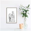Picture of Solo White Horse _GroupedProduct_Rectangle_Portrait_Photography _GroupedProduct_Rectangle_Portrait_Canvas_Framed_