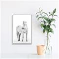 Picture of Solo White Horse _GroupedProduct_Rectangle_Portrait_Photography _GroupedProduct_Rectangle_Portrait_Canvas_Framed_