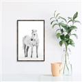Picture of Solo White Horse _GroupedProduct_Rectangle_Portrait_Photography _GroupedProduct_Rectangle_Portrait_Canvas_Framed_