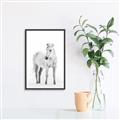 Picture of Solo White Horse _GroupedProduct_Rectangle_Portrait_Photography _GroupedProduct_Rectangle_Portrait_Canvas_Framed_