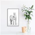 Picture of Solo White Horse _GroupedProduct_Rectangle_Portrait_Photography _GroupedProduct_Rectangle_Portrait_Canvas_Framed_