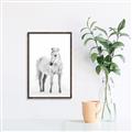 Picture of Solo White Horse _GroupedProduct_Rectangle_Portrait_Photography _GroupedProduct_Rectangle_Portrait_Canvas_Framed_