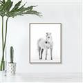 Picture of Solo White Horse _GroupedProduct_Rectangle_Portrait_Photography _GroupedProduct_Rectangle_Portrait_Canvas_Framed_