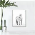 Picture of Solo White Horse _GroupedProduct_Rectangle_Portrait_Photography _GroupedProduct_Rectangle_Portrait_Canvas_Framed_