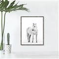 Picture of Solo White Horse _GroupedProduct_Rectangle_Portrait_Photography _GroupedProduct_Rectangle_Portrait_Canvas_Framed_