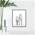 Picture of Solo White Horse _GroupedProduct_Rectangle_Portrait_Photography _GroupedProduct_Rectangle_Portrait_Canvas_Framed_