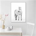 Picture of Solo White Horse _GroupedProduct_Rectangle_Portrait_Photography _GroupedProduct_Rectangle_Portrait_Canvas_Framed_