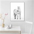 Picture of Solo White Horse _GroupedProduct_Rectangle_Portrait_Photography _GroupedProduct_Rectangle_Portrait_Canvas_Framed_