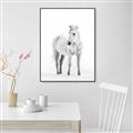 Picture of Solo White Horse _GroupedProduct_Rectangle_Portrait_Photography _GroupedProduct_Rectangle_Portrait_Canvas_Framed_