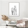 Picture of Solo White Horse _GroupedProduct_Rectangle_Portrait_Photography _GroupedProduct_Rectangle_Portrait_Canvas_Framed_