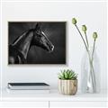 Picture of Black Beauty _GroupedProduct_Rectangle_Landscape_Photography _GroupedProduct_Rectangle_Landscape_Canvas_Framed_
