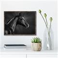 Picture of Black Beauty _GroupedProduct_Rectangle_Landscape_Photography _GroupedProduct_Rectangle_Landscape_Canvas_Framed_