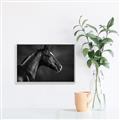 Picture of Black Beauty _GroupedProduct_Rectangle_Landscape_Photography _GroupedProduct_Rectangle_Landscape_Canvas_Framed_