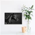 Picture of Black Beauty _GroupedProduct_Rectangle_Landscape_Photography _GroupedProduct_Rectangle_Landscape_Canvas_Framed_