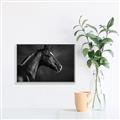 Picture of Black Beauty _GroupedProduct_Rectangle_Landscape_Photography _GroupedProduct_Rectangle_Landscape_Canvas_Framed_
