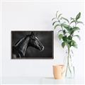 Picture of Black Beauty _GroupedProduct_Rectangle_Landscape_Photography _GroupedProduct_Rectangle_Landscape_Canvas_Framed_