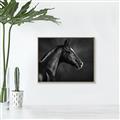Picture of Black Beauty _GroupedProduct_Rectangle_Landscape_Photography _GroupedProduct_Rectangle_Landscape_Canvas_Framed_