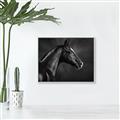 Picture of Black Beauty _GroupedProduct_Rectangle_Landscape_Photography _GroupedProduct_Rectangle_Landscape_Canvas_Framed_
