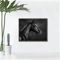 Picture of Black Beauty _GroupedProduct_Rectangle_Landscape_Photography _GroupedProduct_Rectangle_Landscape_Canvas_Framed_