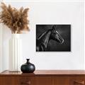 Picture of Black Beauty _GroupedProduct_Rectangle_Landscape_Photography _GroupedProduct_Rectangle_Landscape_Canvas_Framed_