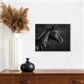 Picture of Black Beauty _GroupedProduct_Rectangle_Landscape_Photography _GroupedProduct_Rectangle_Landscape_Canvas_Framed_