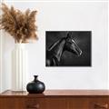 Picture of Black Beauty _GroupedProduct_Rectangle_Landscape_Photography _GroupedProduct_Rectangle_Landscape_Canvas_Framed_