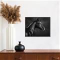 Picture of Black Beauty _GroupedProduct_Rectangle_Landscape_Photography _GroupedProduct_Rectangle_Landscape_Canvas_Framed_
