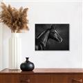 Picture of Black Beauty _GroupedProduct_Rectangle_Landscape_Photography _GroupedProduct_Rectangle_Landscape_Canvas_Framed_