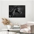 Picture of Black Beauty _GroupedProduct_Rectangle_Landscape_Photography _GroupedProduct_Rectangle_Landscape_Canvas_Framed_
