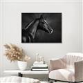 Picture of Black Beauty _GroupedProduct_Rectangle_Landscape_Photography _GroupedProduct_Rectangle_Landscape_Canvas_Framed_