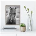 Picture of Icelandic horse in black and white _GroupedProduct_Rectangle_Portrait_Photography _GroupedProduct_Rectangle_Portrait_Canvas_Framed_