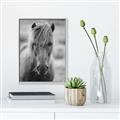Picture of Icelandic horse in black and white _GroupedProduct_Rectangle_Portrait_Photography _GroupedProduct_Rectangle_Portrait_Canvas_Framed_