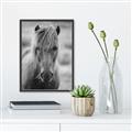 Picture of Icelandic horse in black and white _GroupedProduct_Rectangle_Portrait_Photography _GroupedProduct_Rectangle_Portrait_Canvas_Framed_