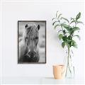 Picture of Icelandic horse in black and white _GroupedProduct_Rectangle_Portrait_Photography _GroupedProduct_Rectangle_Portrait_Canvas_Framed_