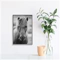 Picture of Icelandic horse in black and white _GroupedProduct_Rectangle_Portrait_Photography _GroupedProduct_Rectangle_Portrait_Canvas_Framed_