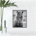 Picture of Icelandic horse in black and white _GroupedProduct_Rectangle_Portrait_Photography _GroupedProduct_Rectangle_Portrait_Canvas_Framed_
