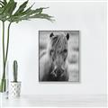 Picture of Icelandic horse in black and white _GroupedProduct_Rectangle_Portrait_Photography _GroupedProduct_Rectangle_Portrait_Canvas_Framed_