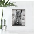 Picture of Icelandic horse in black and white _GroupedProduct_Rectangle_Portrait_Photography _GroupedProduct_Rectangle_Portrait_Canvas_Framed_