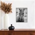 Picture of Icelandic horse in black and white _GroupedProduct_Rectangle_Portrait_Photography _GroupedProduct_Rectangle_Portrait_Canvas_Framed_