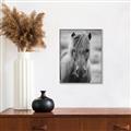 Picture of Icelandic horse in black and white _GroupedProduct_Rectangle_Portrait_Photography _GroupedProduct_Rectangle_Portrait_Canvas_Framed_