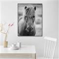 Picture of Icelandic horse in black and white _GroupedProduct_Rectangle_Portrait_Photography _GroupedProduct_Rectangle_Portrait_Canvas_Framed_