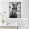 Picture of Icelandic horse in black and white _GroupedProduct_Rectangle_Portrait_Photography _GroupedProduct_Rectangle_Portrait_Canvas_Framed_