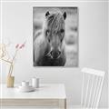 Picture of Icelandic horse in black and white _GroupedProduct_Rectangle_Portrait_Photography _GroupedProduct_Rectangle_Portrait_Canvas_Framed_