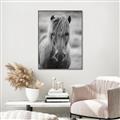 Picture of Icelandic horse in black and white _GroupedProduct_Rectangle_Portrait_Photography _GroupedProduct_Rectangle_Portrait_Canvas_Framed_