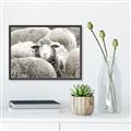 Picture of Sheepish _GroupedProduct_Rectangle_Landscape_Photography _GroupedProduct_Rectangle_Landscape_Canvas_Framed_